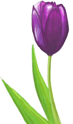 300x506 How To Draw A Tulip - Simple Sketch Of A Flower
