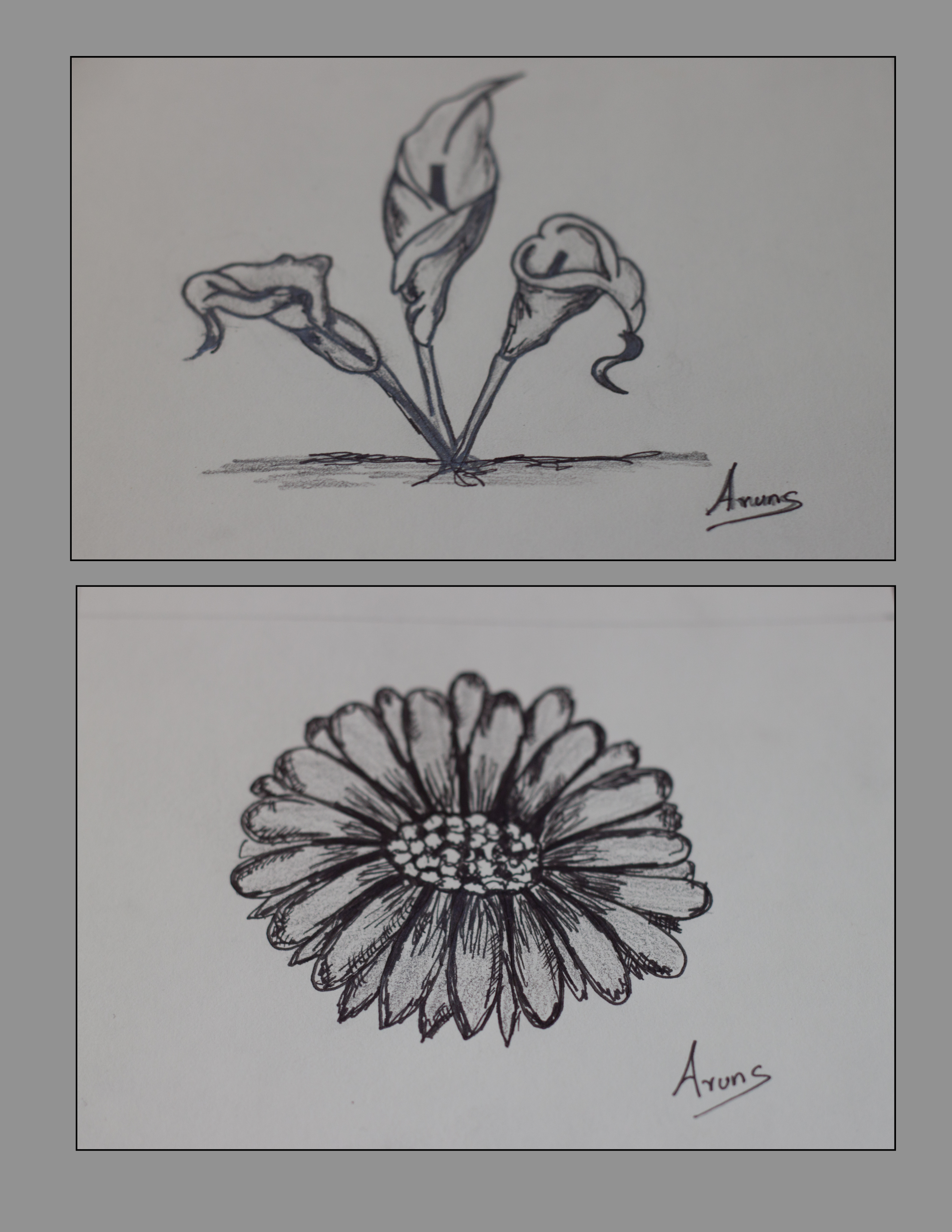 2550x3300 Pencil Sketching Day 2 Flowers Bluebottlesky - Simple Sketch Of A Flower