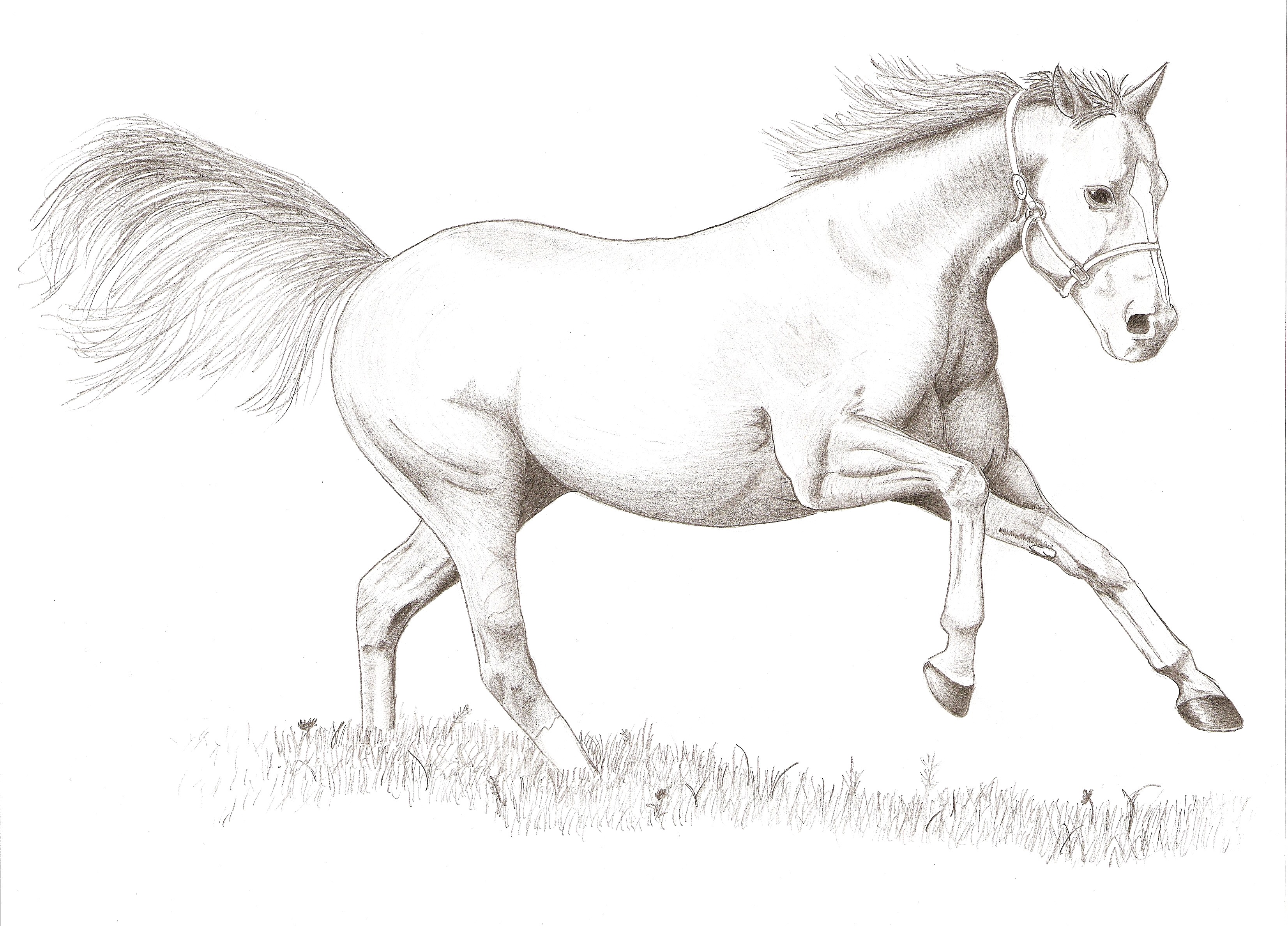 3305x2375 Simple Line Drawing Of A Horse Drawings Horses Running 16 - Simple Sketch Of A Horse