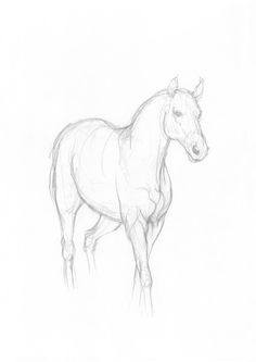 236x333 89 Best Soquili Sketch Images Horses, Drawings Of - Simple Sketch Of A Horse