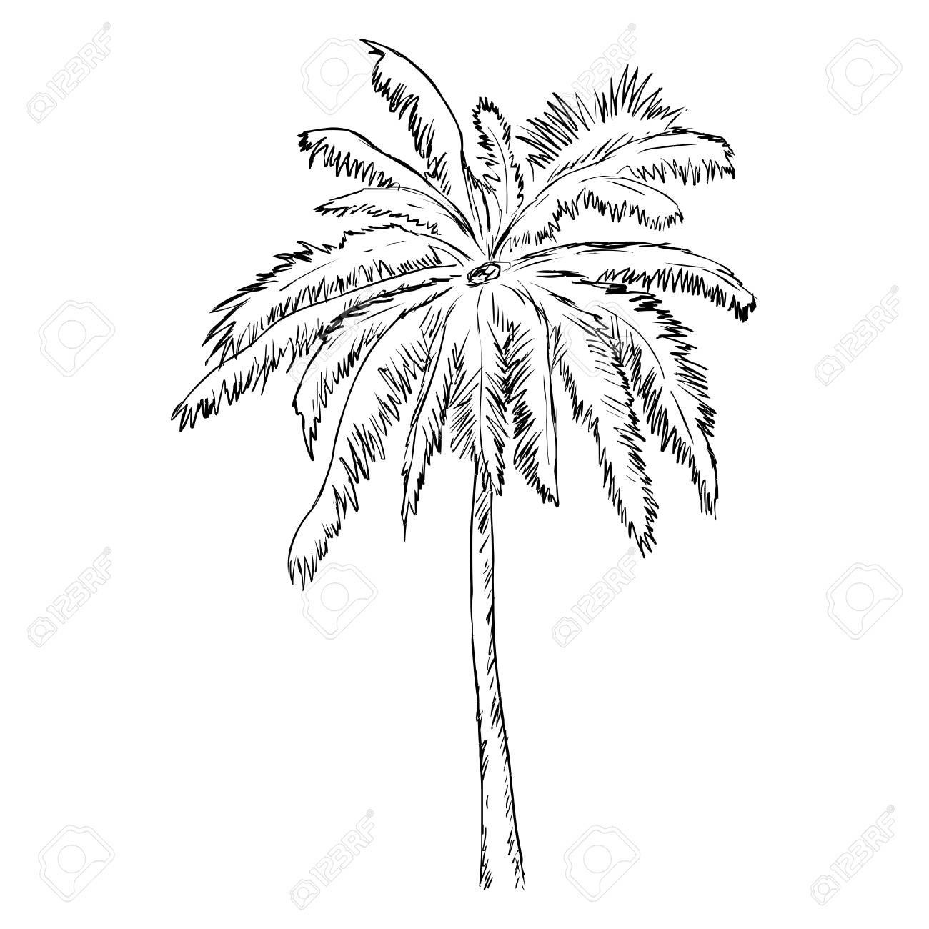 1300x1300 Revealing Drawing Of A Palm Tree How To Draw S - Simple Sketch Of A Tree