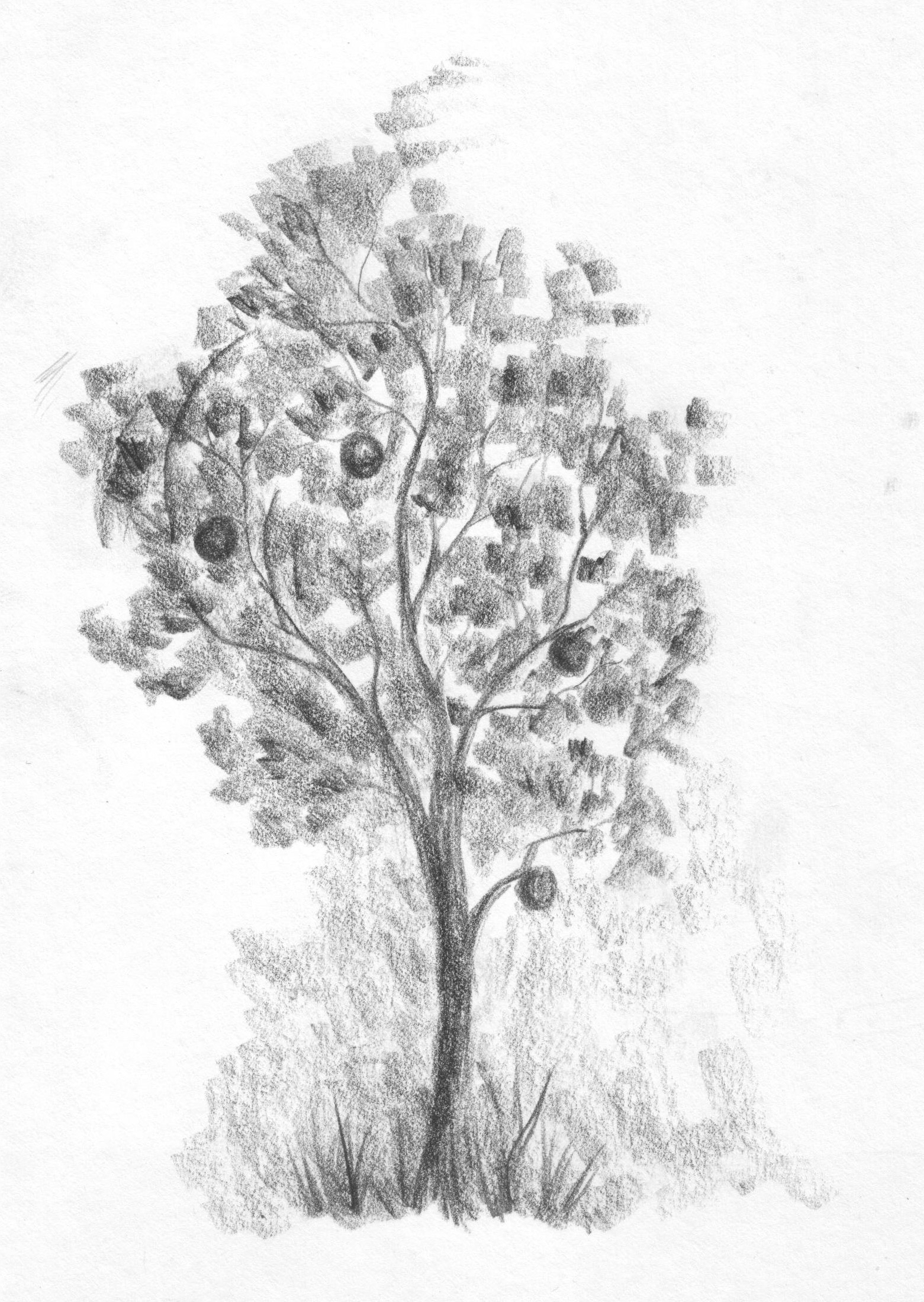 1561x2199 Sketch Drawing Of A Tree Pencil Sketch Of A Tree How To Draw A - Simple Sketch Of A Tree