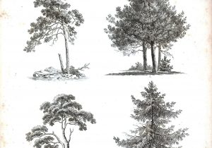 300x210 Tree Sketches Black And White Sketch Of A Tree Stock Vector - Simple Sketch Of A Tree