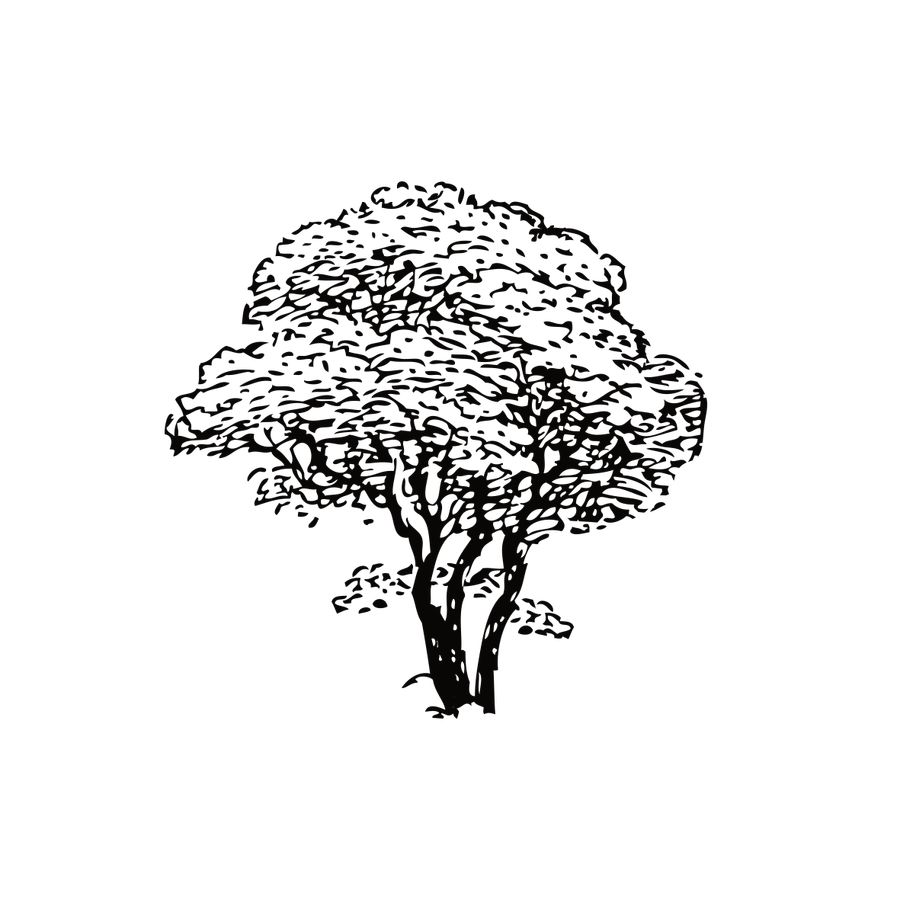 900x900 Entry - Simple Sketch Of A Tree