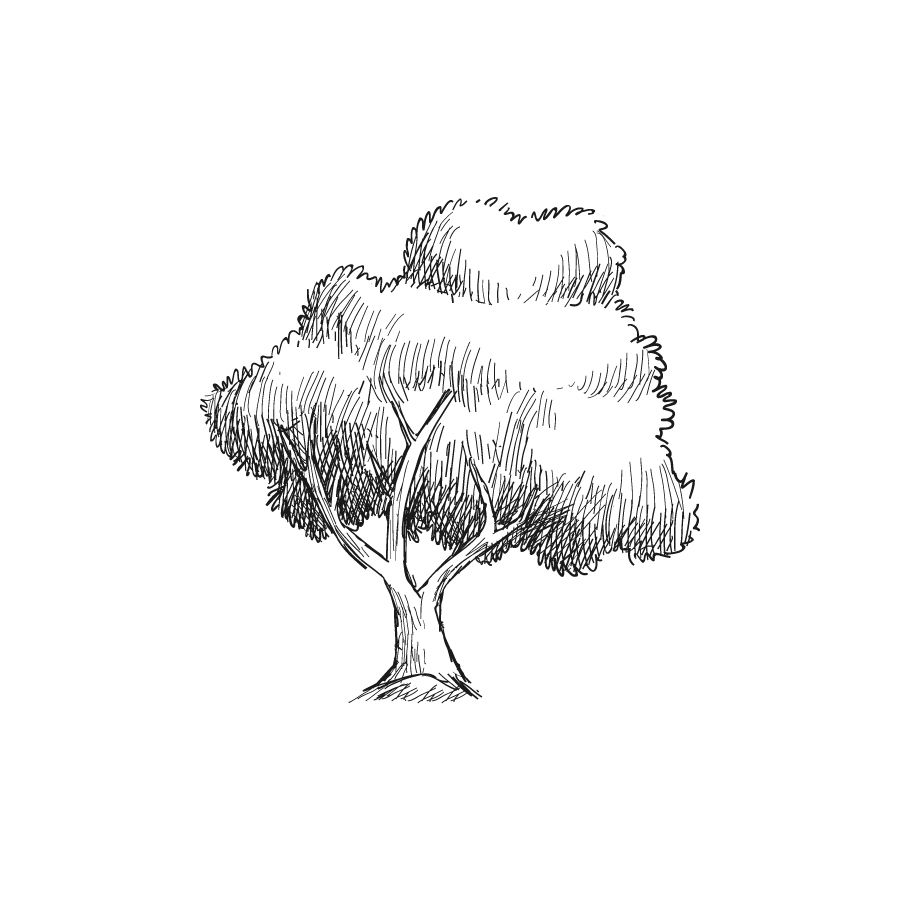 900x900 Entry - Simple Sketch Of A Tree