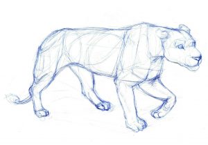300x210 Simple Sketches Of Animals Pictures Simple Animal Line Drawing - Simple Sketches Of Animals