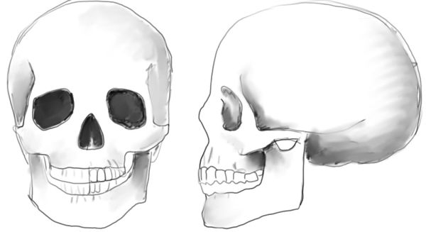600x327 Collection Of Simple Skull Side Drawing High Quality, Free - Simple Skull Sketch