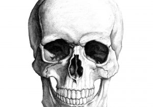 300x210 Some Picture Of Simple Skull Drawn Black And White Of Pencil A - Simple Skull Sketch