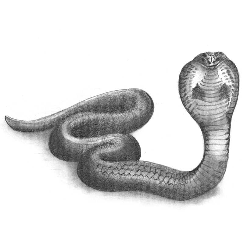 800x800 Snake Pencil Drawing - Simple Snake Sketch