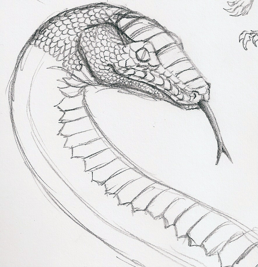 885x914 Snake Sketch By Lycanthrope818 - Simple Snake Sketch