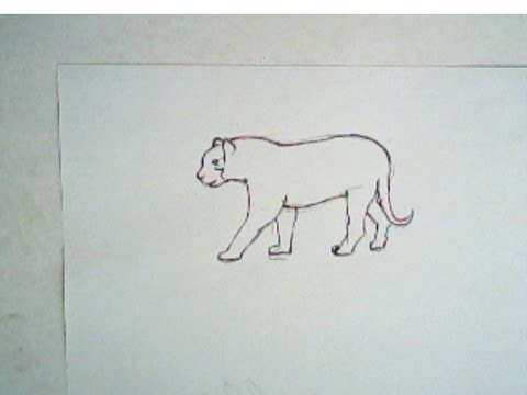 480x360 How To Draw A Tiger (Simple Drawing Lesson) - Simple Tiger Sketch