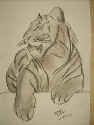 300x400 Tiger, Charcoal Pencil - Simple Tiger Sketch