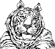216x193 Tiger Drawings Are Easy To Draw Using Simple Basic Shapes - Simple Tiger Sketch