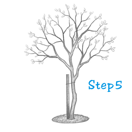 500x500 How To Draw A Tree (Beginning) - Simple Tree Sketch
