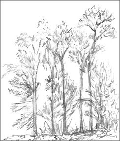 244x286 Japanese Art - Simple Tree Sketch