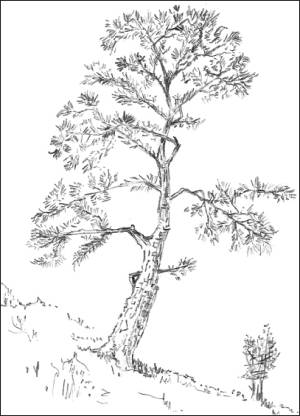 300x416 Pencil Sketches - Simple Tree Sketch