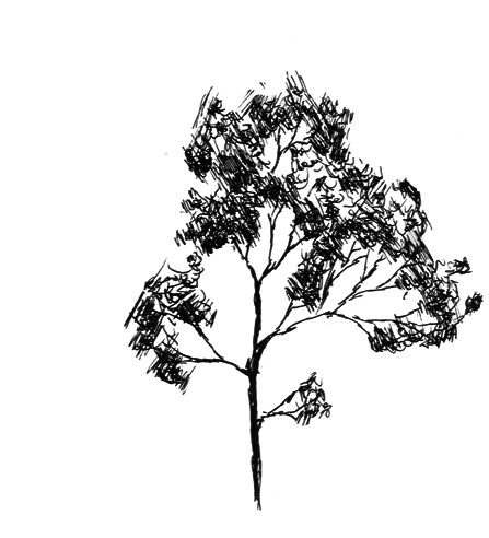 447x492 Coolest Photos Of Rubber Tree Simple Tree Sketch By Prime Emu - Simple Tree Sketch