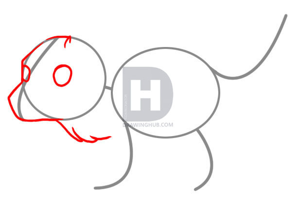 615x415 How To Draw A Simple Wolf, Step By Step, Drawing Guide, By - Simple Wolf Sketch