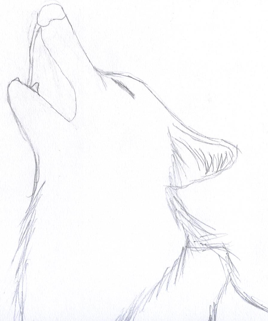 896x1072 Photos Simple Wolf Drawings In Pencil, - Simple Wolf Sketch