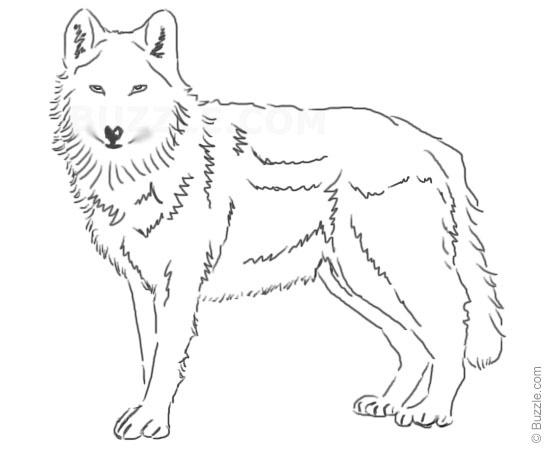 550x450 Step By Step Instructions For Beginners To Draw A Wolf - Simple Wolf Sketch