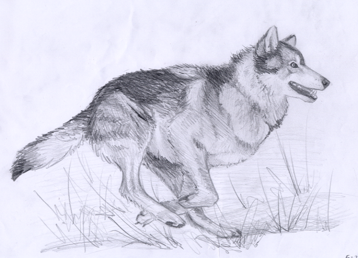 700x504 Full Wolf Sketch - Simple Wolf Sketch
