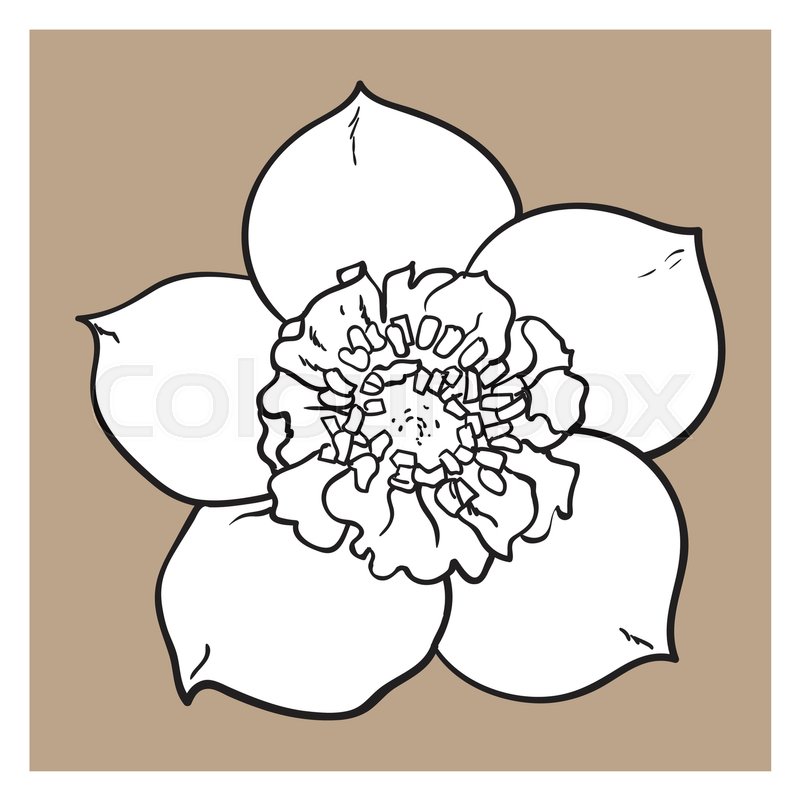 800x800 Hellebore, Christmas Rose Single Flower, Top View, Sketch Style - Single Flower Sketch