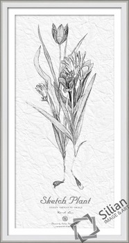 186x350 Paper Flower Sketch Painting - Single Flower Sketch