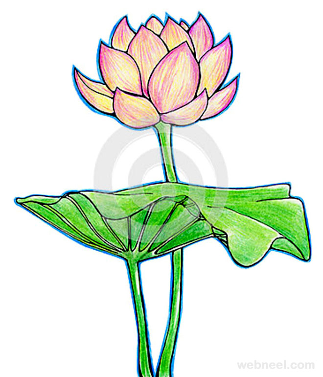 660x770 45 Beautiful Flower Drawings And Realistic Color Pencil Drawings - Single Flower Sketch
