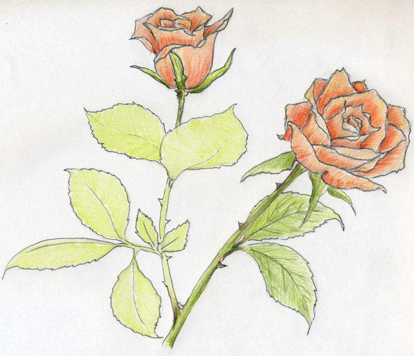 847x729 Rose Sketch You Will Enjoy - Single Flower Sketch
