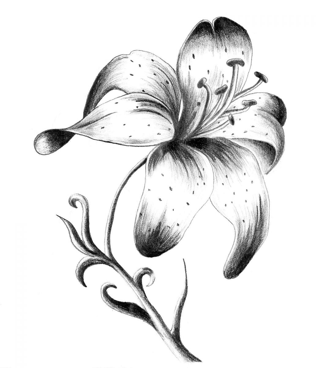 1032x1200 Single Flowers Drawing Singlelilyflowertattoo - Single Flower Sketch