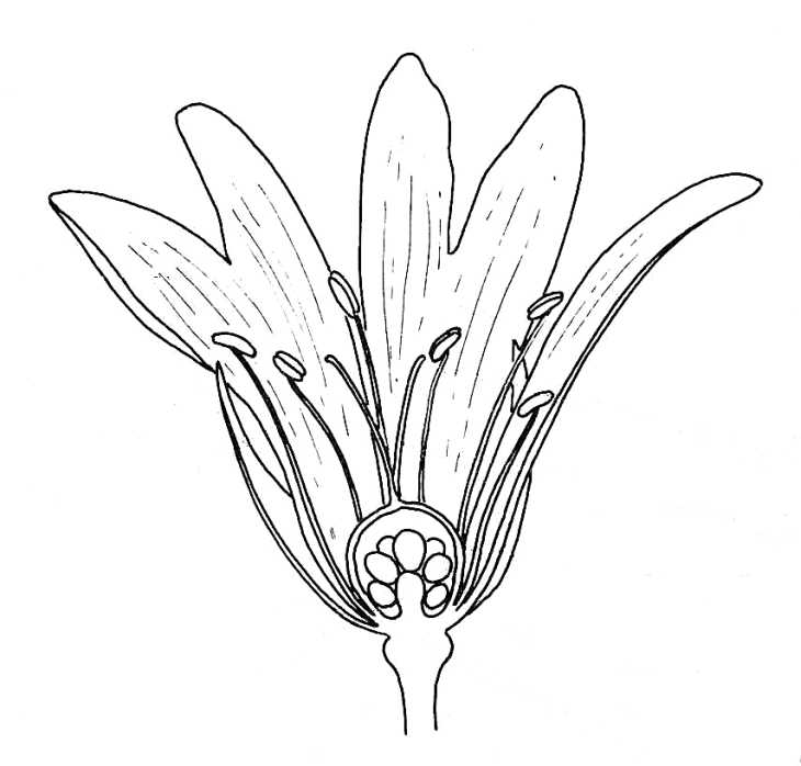 730x698 Stitchwort, Half Flower, Biological Drawing Resources For - Single Flower Sketch