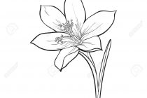 210x140 Tag Single Line Drawing Flowers - Single Flower Sketch
