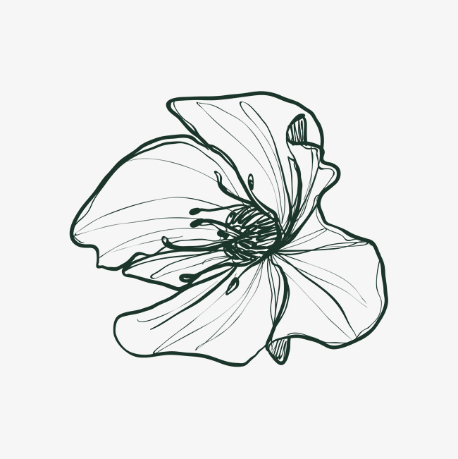 650x651 Flowers Sketch, Sketch Vector, Single, Hand Painted Png And Vector - Single Flower Sketch