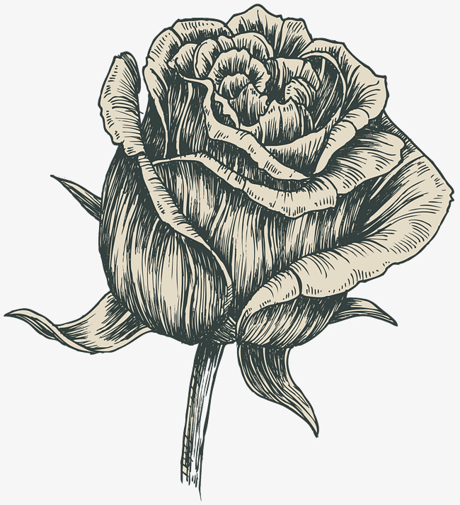 650x713 Hand Drawn Sketch Of Roses Single Branch, Branch Clipart, Rose - Single Rose Sketch