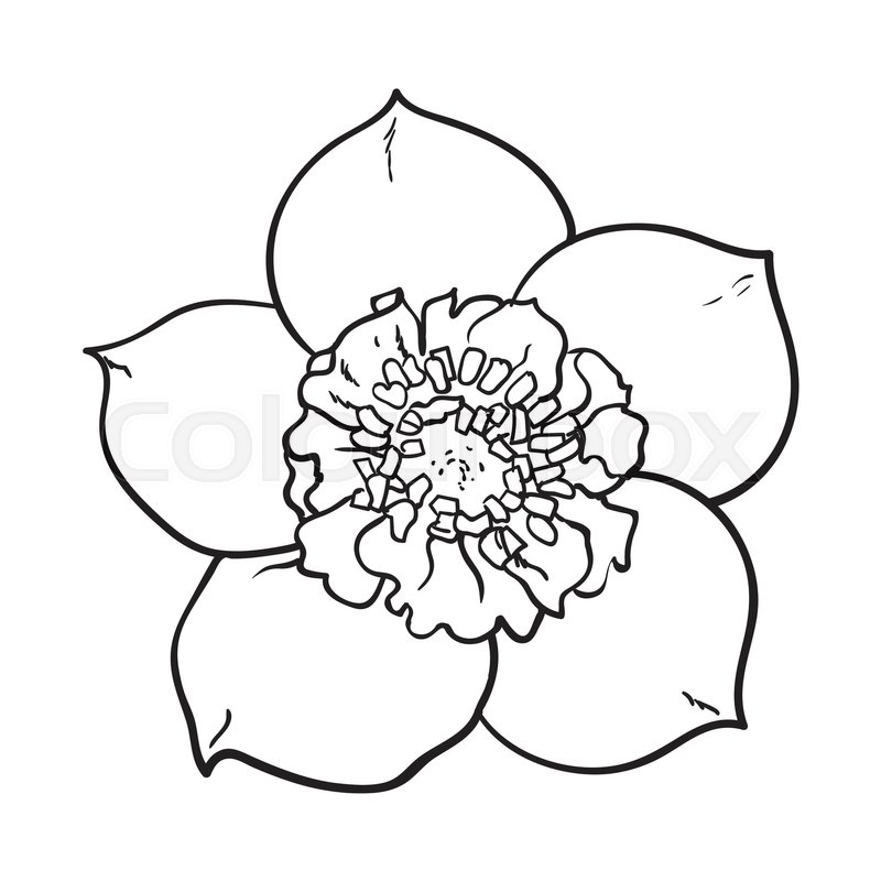 800x800 Hellebore, Christmas Rose Single Flower, Top View, Sketch Style - Single Rose Sketch