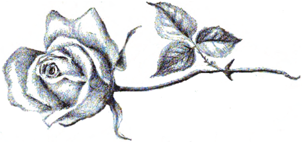 600x283 How To Draw Long Stem Roses With Easy Step By Step Drawing - Single Rose Sketch