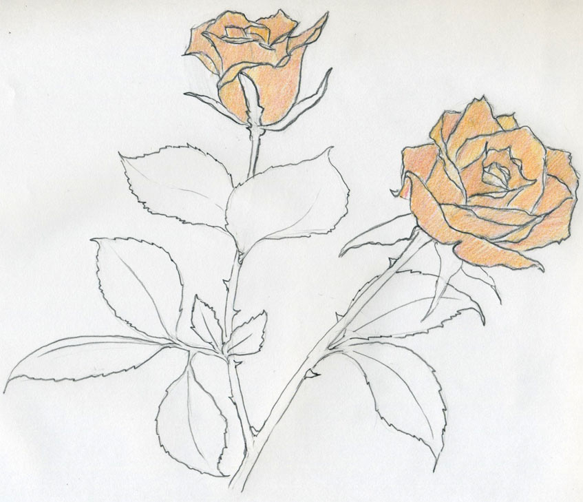 847x729 Rose Sketch You Will Enjoy - Single Rose Sketch