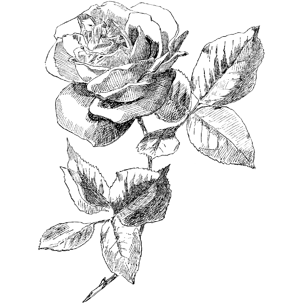 Single Rose Sketch at PaintingValley.com | Explore collection of Single ...