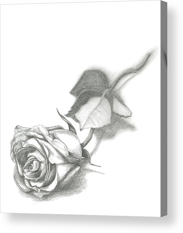 591x752 Single Rose Acrylic Print By David Lingenfelter - Single Rose Sketch