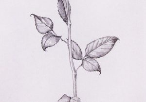 300x210 Single Rose In Pencil Sketch Drawing Flowers How To Draw A Rose - Single Rose Sketch