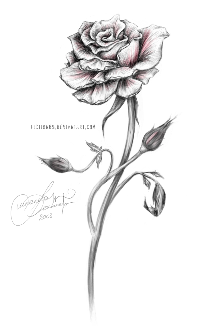 Single Rose Sketch at PaintingValley.com | Explore collection of Single