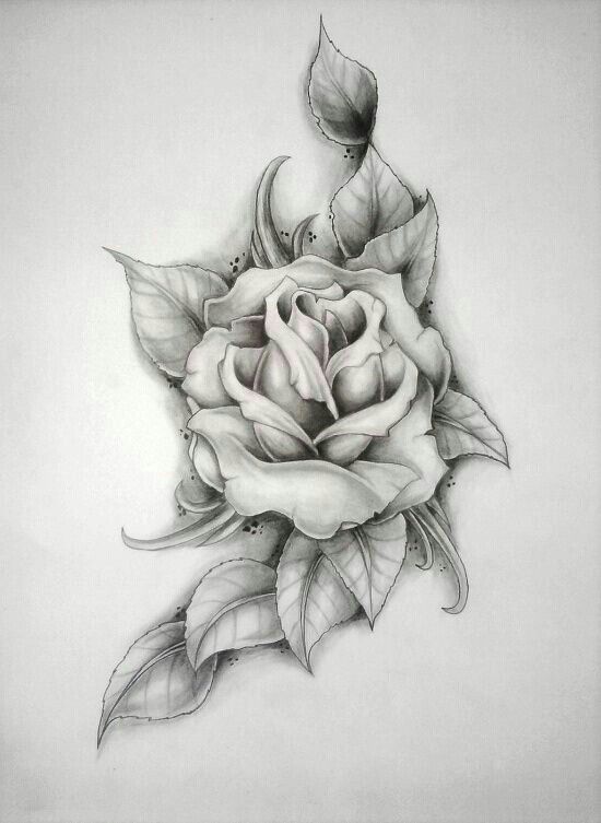 550x753 Single Rose Sketch Drawing Designs Tattoos, Rose - Single Rose Sketch