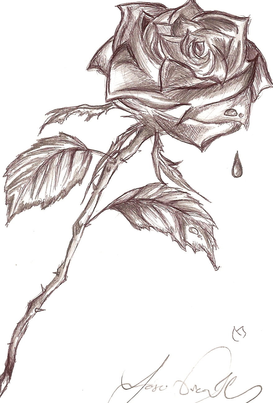 880x1296 Hoontoidly Single Black Rose Drawings Images - Single Rose Sketch