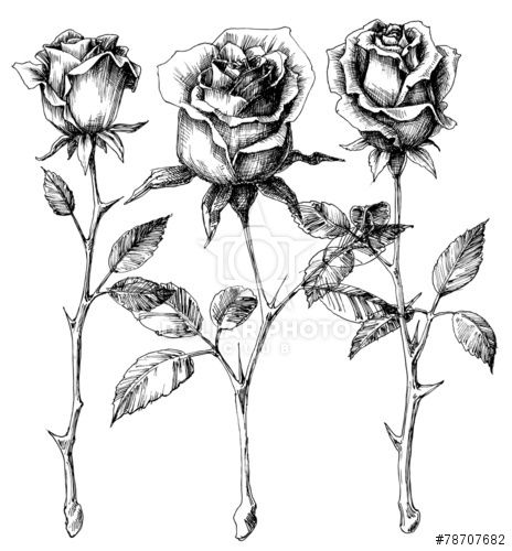 464x500 Idea For Morticia Tattoo With Scissors Ink Me! - Single Rose Sketch
