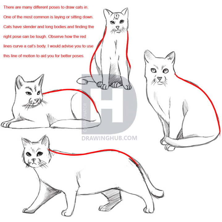719x720 How To Draw A Realistic Cat, Draw Real Cat, Step By Step, Drawing - Sitting Cat Sketch