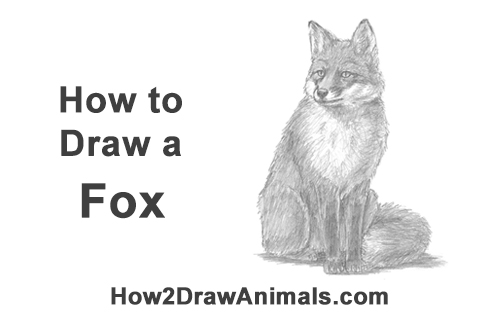 500x315 How To Draw A Fox (Sitting) - Sitting Cat Sketch