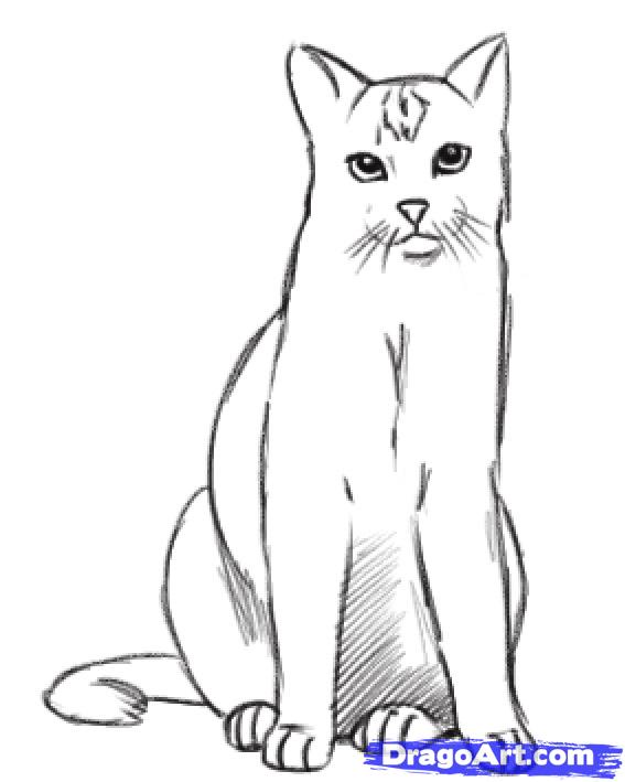 567x709 Real Cat Drawing Clip Art - Sitting Cat Sketch
