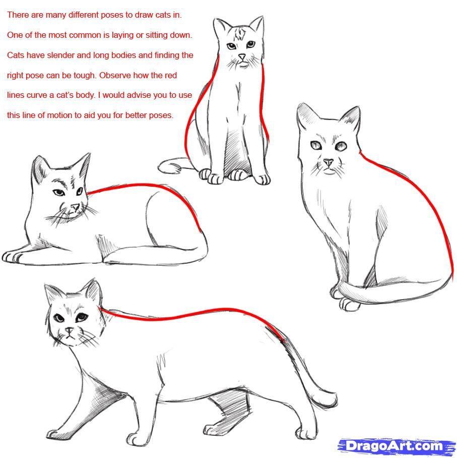 907x908 Warrior Cats Drawings Step By Step How Do You Draw A Warrior Cat - Sitting Cat Sketch
