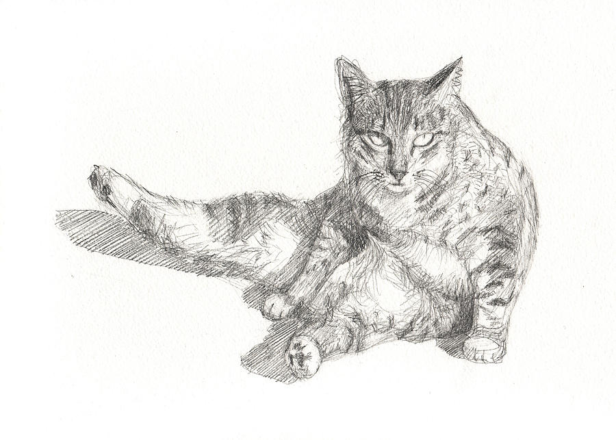 900x643 Cat Sitting Drawing By Kazumi Whitemoon - Sitting Cat Sketch