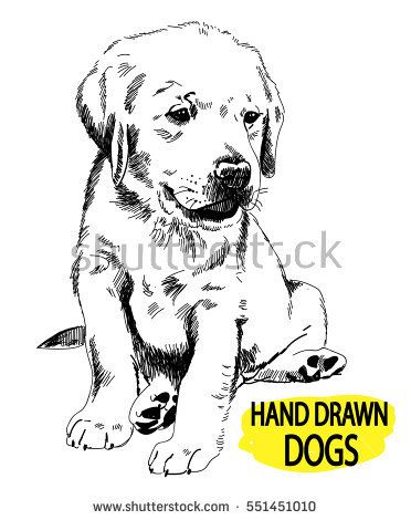372x470 Labrador Puppy Sitting. Drawing By Hand, Sketch. Dogs - Sitting Dog Sketch